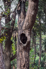 Old aged tree with hole in its trunk. Nesting place for birds. - obrazy, fototapety, plakaty