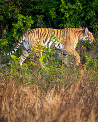 indian wild female tiger or panthera tigris side profile on territory stroll prowl walking terai region forest in natural scenic grassland in day safari at jim corbett national park uttarakhand india - 758785997