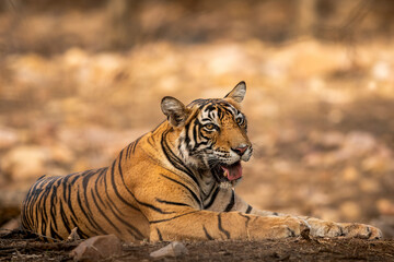indian wild male Showstopper tiger or panthera tigris closeup sitting in middle of road or track a roadblock inside a jungle safari at Ranthambore National Park Forest Tiger Reserve Rajasthan India - 758786197
