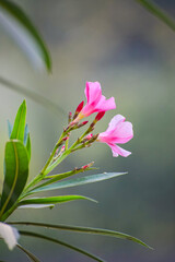 Pink oleander or Nerium oleander flowers blooming. Flowers during spring.