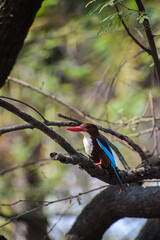 White breasted King Fisher bird perching on a branch. Colourful bird in nature, Kingfisher.