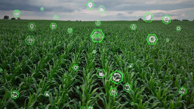 Green sustainable technology icons overlay a cornfield. Aerial above crops. Agritech agriculture concept. 3D graphic