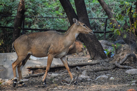 Adult antelope in the forest. Also called Nilgai or Blue cow in India.