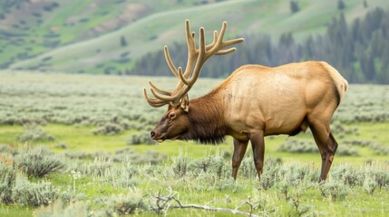 Naklejka na ściany i meble A majestic American Elk standing proudly on the top of a vibrant green field. The elks antlers are prominent, and its fur is a rich brown color against the lush grass.