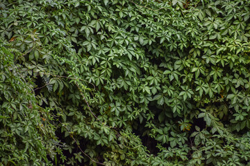 Beautiful green bushes foliage during spring. Seamless nature background.
