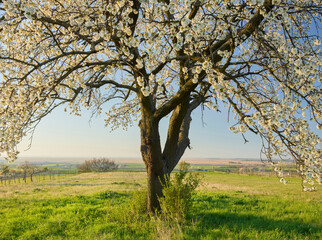 blühende Kirschbäume nahe Donnerskirchen, Burgenland, Österreich