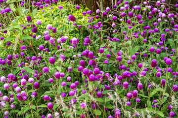 Close-up of blooming amaranth flowers in the garden