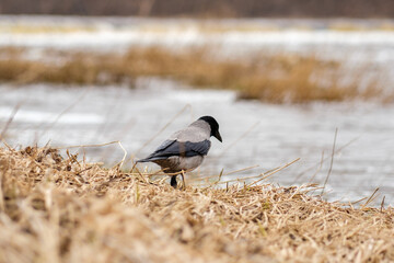Obraz premium Winged Sentinel: The Gray Crow's Presence Along the Venta River Estuary