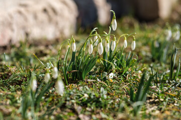 Latvian Delight: Welcoming Spring with Snowdrop's Grace, Sniegpulkstenites