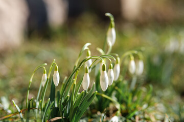 Ephemeral Beauty: Capturing the Essence of Latvia's Snowdrop Season, Sniegpulkstenites