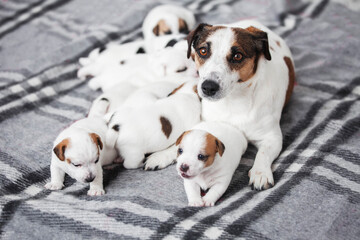 Newborn Puppies Suck their mother dog
