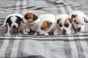 Group of Newborn Puppies lying on blanket