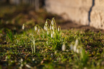 Serenade of Spring: Latvia's Snowdrops Sing Nature's Rebirth, Sniegpulkstenites