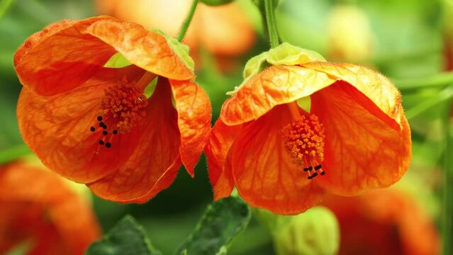 Abutilon in mallow family, Malvaceae