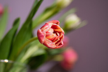 Golden Glow: Dancing Tulips in Sun's Warm Embrace, Tulpes, Tulipa
