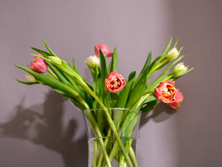 Sunny Symphony: Tulips Painting the Day in Colors, Tulpes, Tulipa