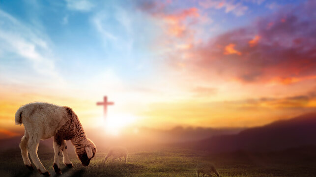Easter concept, Christ Jesus concept, Flock of sheep on cross and sunset background