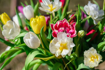 Chromatic Sunshine: Tulips Flourishing in Daylight, Tulpes, Tulipa