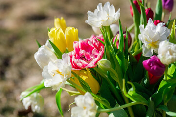 Radiant Blossoms: Tulips Bathed in Sunlight's Warmth, Tulpes, Tulipa