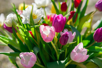 Fototapeta premium Sunny Delight: Tulips Sparkling in Radiant Rays, Tulpes, Tulipa