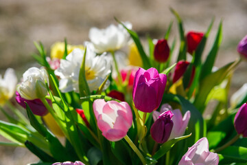 Colorburst: Sunlit Tulips Painting the Landscape, Tulpes, Tulipa