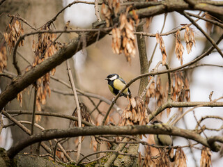 sweet great titmouse stands on a branch