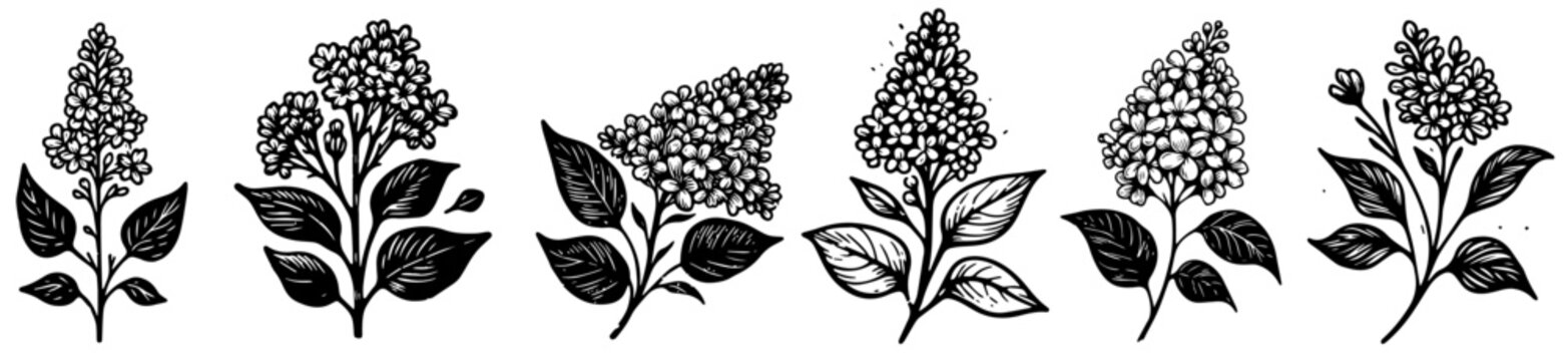 lilac flowers, blooming beauty, black vector graphic