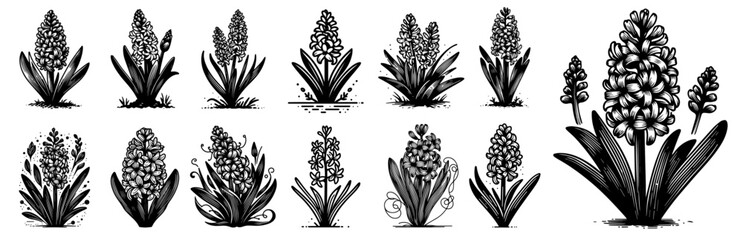 collection of hyacinth flowers in various styles, blooming floral decoration, black vector graphic