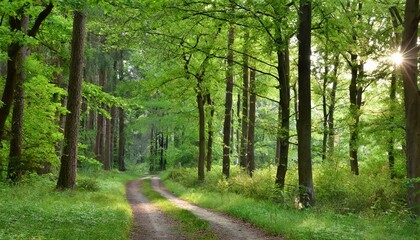 Obraz premium path in the woods