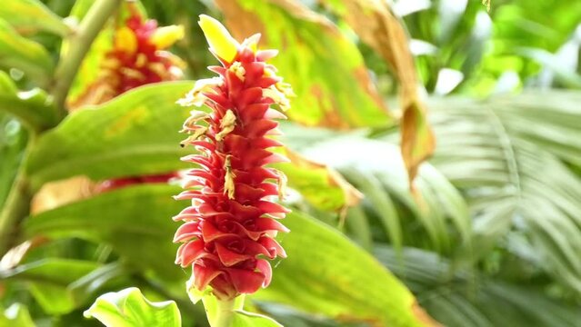 Costus barbatus, spiral ginger