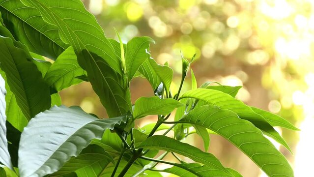 Justicia adhatoda, Malabar nut