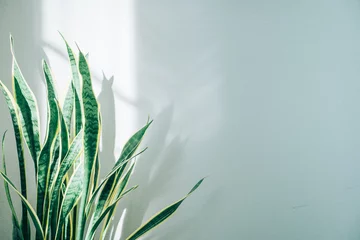 Fotobehang 白い背景の中、光を浴びる観葉植物 © 七海 磯部