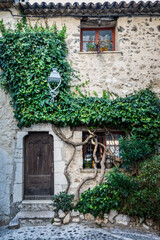 Fototapeta na wymiar Ivy on an old house in the medieval old town of Saint-Paul de Vence on the French Riviera in the South of France