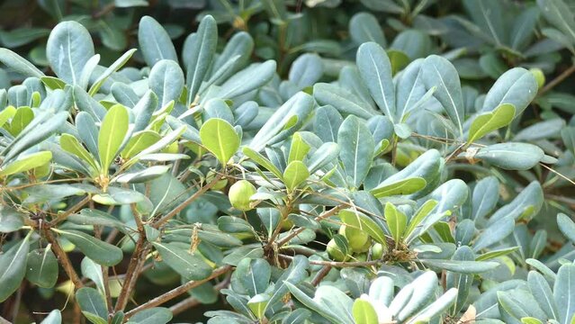 Pittosporum tobira is species of sweet-smelling flowering plant in pittosporum family Pittosporaceae known by several names, including Australian laurel, Japanese pittosporum, mock orange cheesewood.