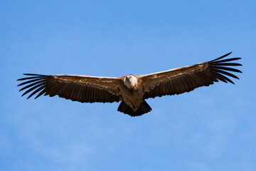 Buitre leonado, gyps fulvus, volando con fondo de cielo azul en Alcoy, España