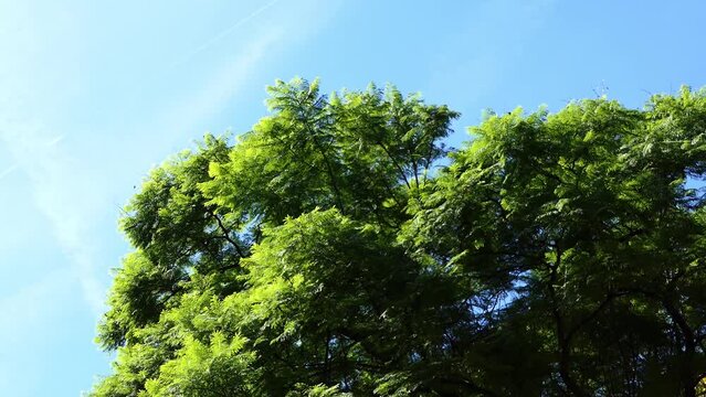 Jacaranda mimosifolia (blue jacaranda, black poui, or as the fern tree) is sub-tropical tree native to South America that long-lasting pale indigo flowers.