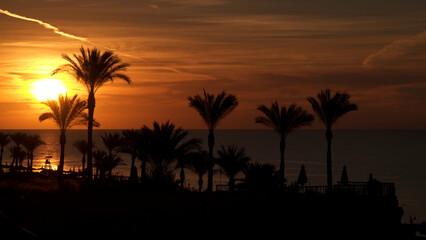 Obraz premium Seascape. Silhouettes of palm trees against the sky at dawn.