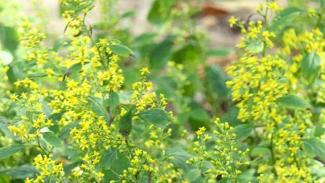 Solidago flexicaulis, the broadleaved goldenrod, or zigzag goldenrod, is a North American species of herbaceous perennial plants in the sunflower family (Asteraceae).