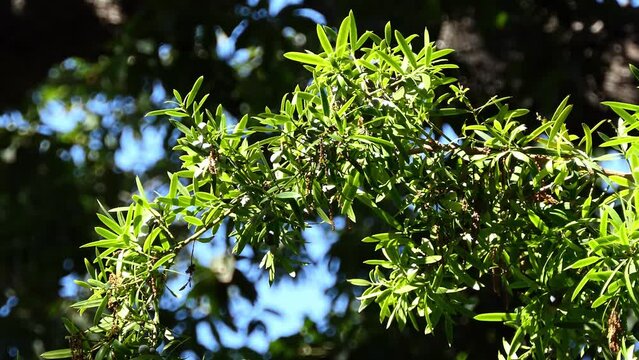 Podocarpus neriifolius is a species of conifer in the family Podocarpaceae. It grows in tropical and subtropical wet closed forests, between 650m and 1600m altitude.