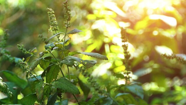 Teucrium canadense, commonly known as Canada germander, American germander or wood sage, is a perennial herb in the family Lamiaceae. It is native to North America.