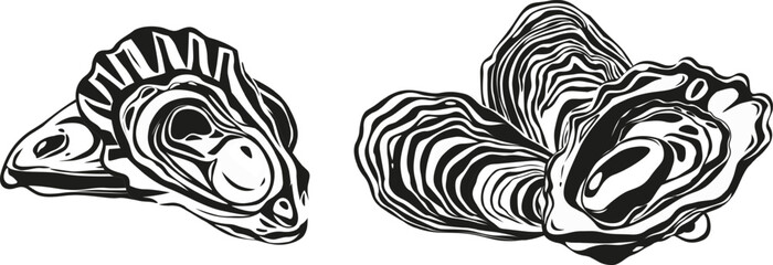 Oysters isolated on black background.