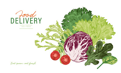 Fresh lettuce leaves, green vegetables hand drawn illustrations. Food delivery template design