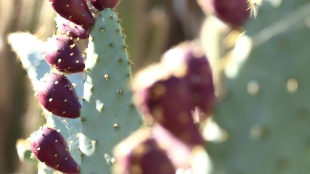 Opuntia engelmannii is prickly pear. It is ow's tongue cactus, cow tongue prickly pear, desert, Engelmann's, Texas or discus prickly pear, and nopal, abrojo, joconostle, and vela de coyote.