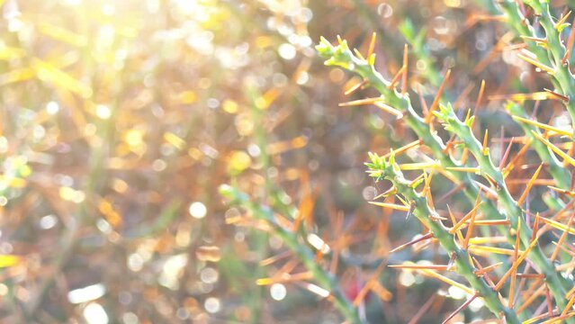Cylindropuntia leptocaulis, the desert Christmas cactus, desert Christmas cholla, pencil cactus, or tasajillo, is a species of cholla cactus.