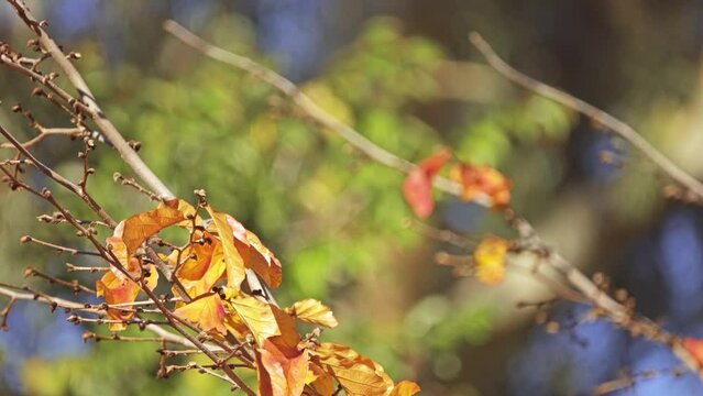 Parrotia persica (commonly called Persian ironwood)
