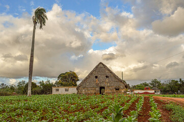 Tobacco plantation field with tobacco house drying tobacco leaf in the background in Viñales - Cuba