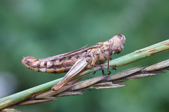 Entomophaga grylli, known as summit disease, a fungus infecting grasshoppers