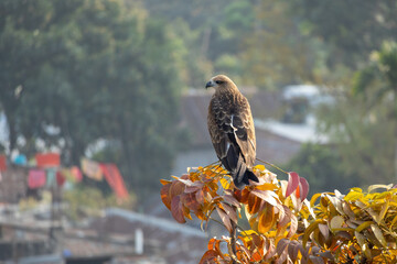 A black kite (Milvus migrans) bird is sitting on a tree branch. This bird is locally known as...