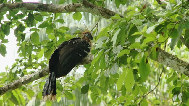 The smelly turkey. Limoncocha National Biological Reserve in Ecuador, South America. Rainforests of the Amazon basin.