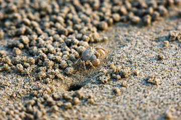 A closeup Ghost crab on the beach is making many balls of sand on the beach. In fact, it was eating the nutrients in the sand by the sea.